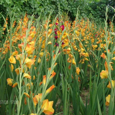 gladiole