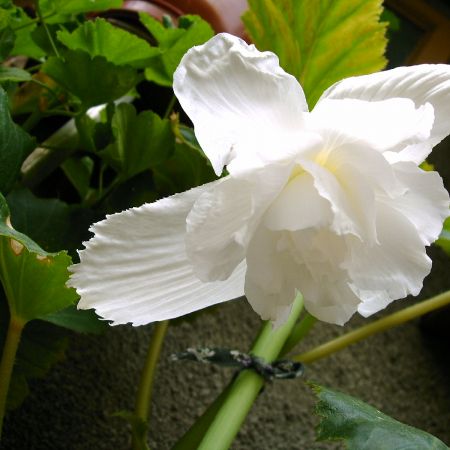 begonia alba