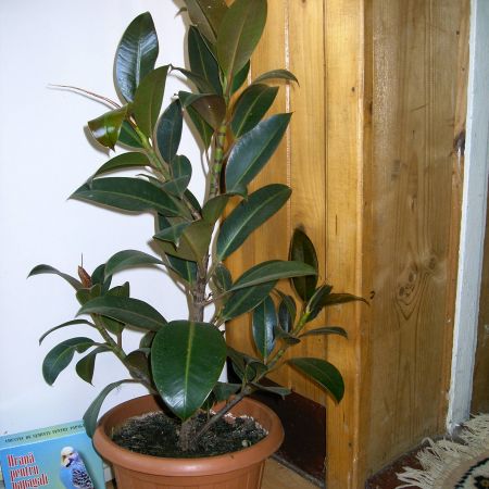 ficus