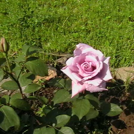 Trandafir lila