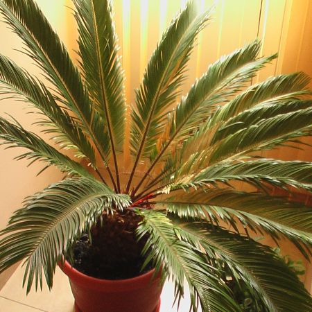 cycas revolutas