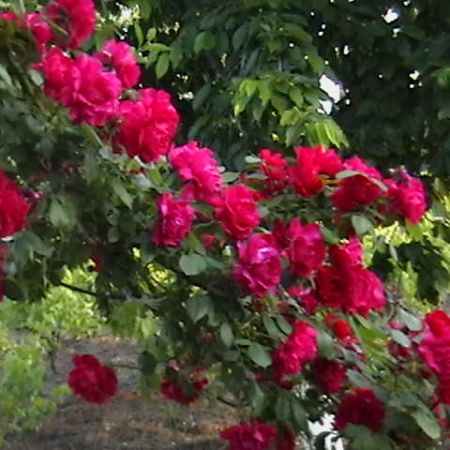 trandafiri rosi