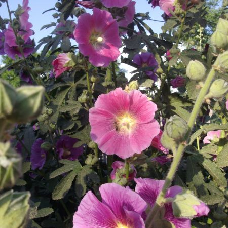 floare de gradina