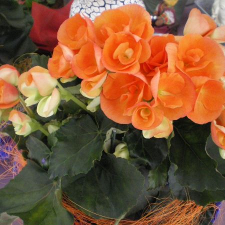 begonia1