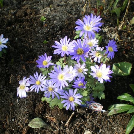 anemone de gradina