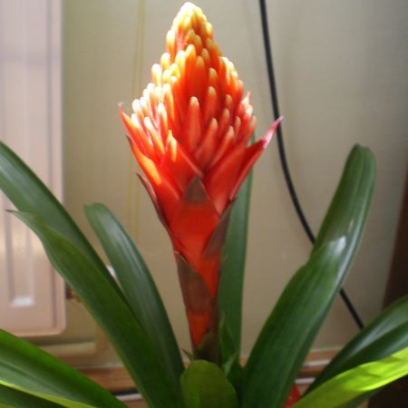 guzmania