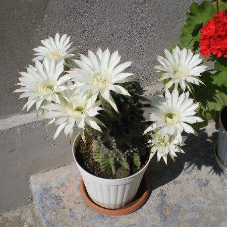 cactus