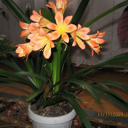 Clivia