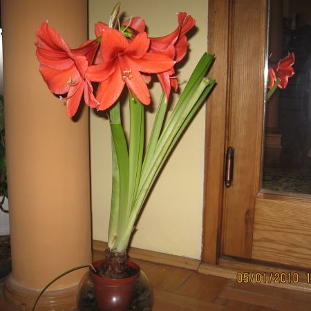 Amaryllis rosu