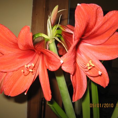 Amaryllis