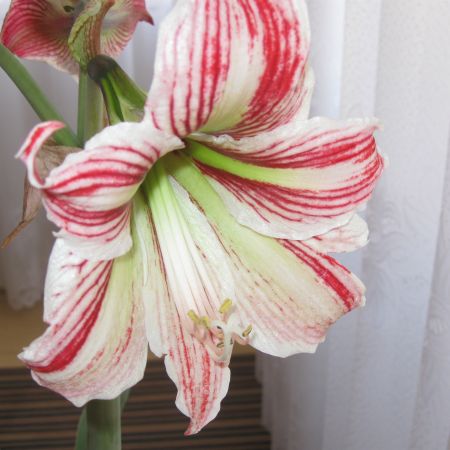 amaryllis