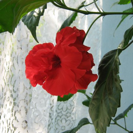 Hibiscus