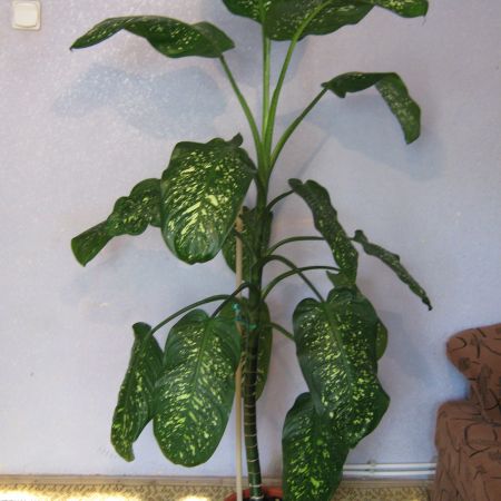 Dieffenbachia