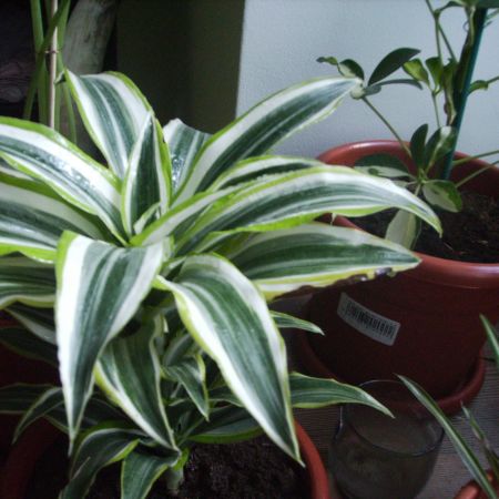 dracaena deremensis