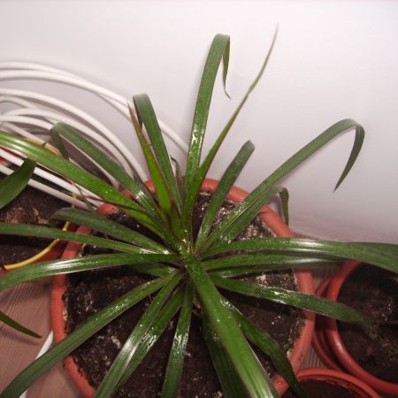 dracaena marginata