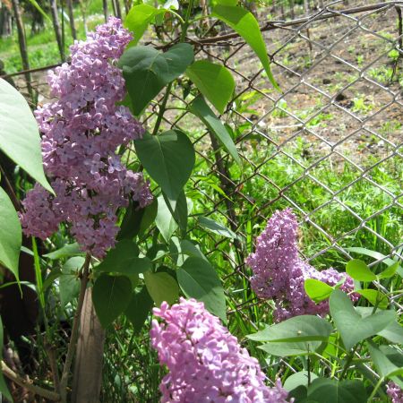 flori din gradina mea