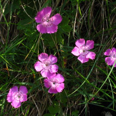 Dianthus calizonus