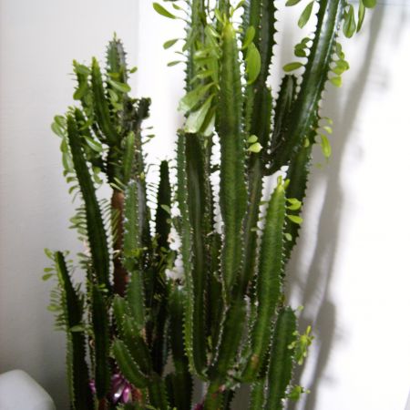 Euphorbia trigona