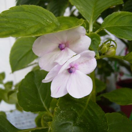 IMPATIENS