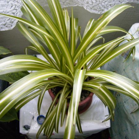 CHLOROPHYTUM