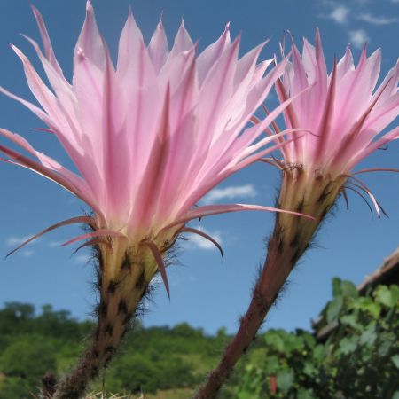 floare de cactus