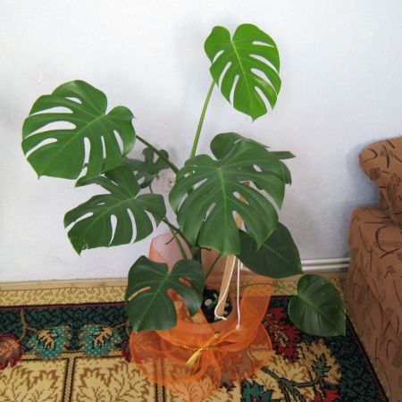 Monstera deliciosa