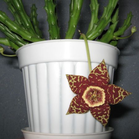 A inflorit Stapelia