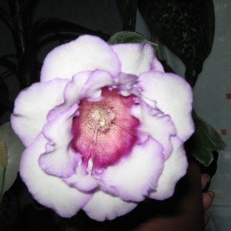 Gloxinia