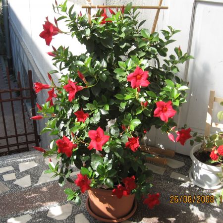 Dipladenia