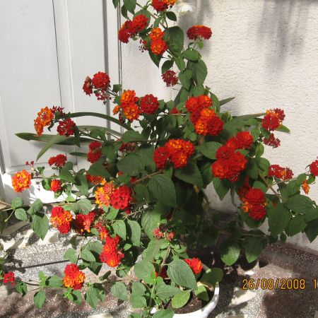 Lantana