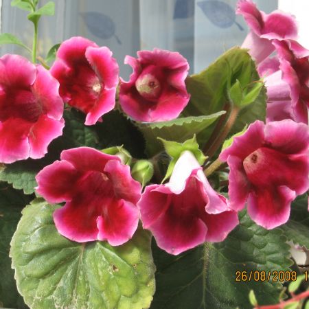 Gloxinia