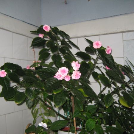 IMPATIENS