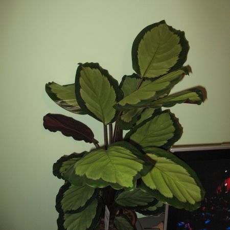 calathea