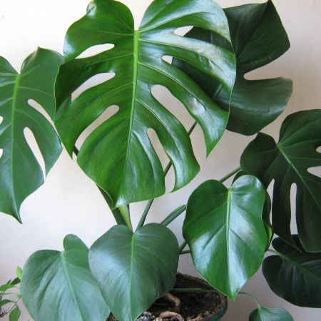 Monstera