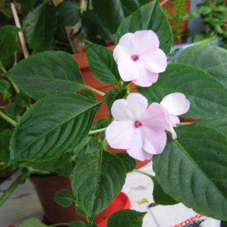 Impatiens roz