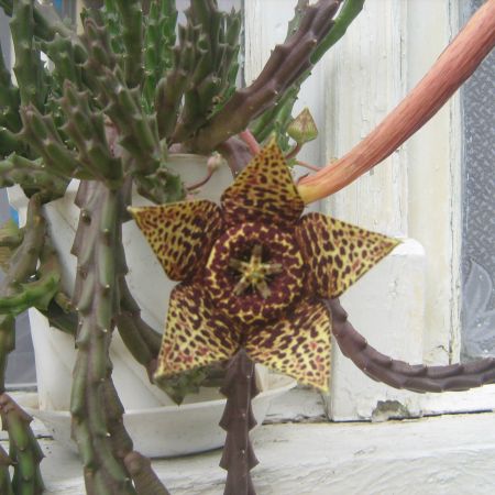 floare de cactus