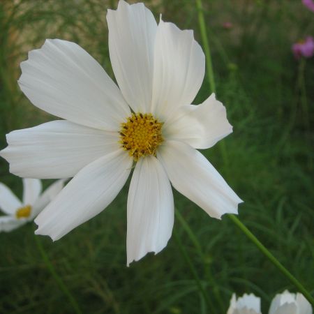 clematis