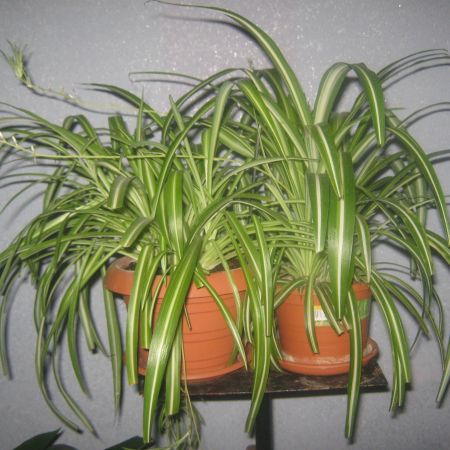 CHLOROPHYTUM