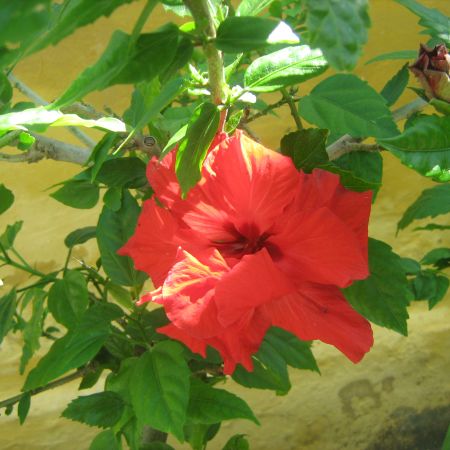 floare de hibiscus dublu