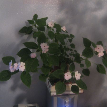 IMPATIENS