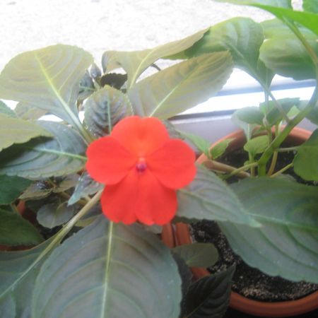 Impatiens rosu