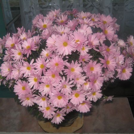 Crizanteme