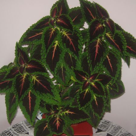 Coleus