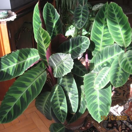 Calathea