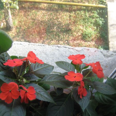 Impatiens rosu