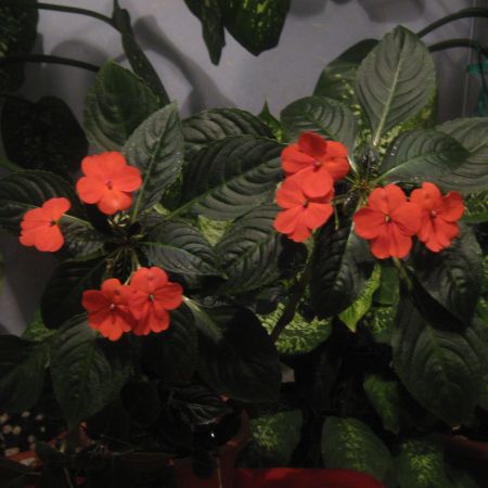 Impatiens rosu