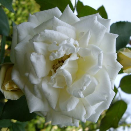 Trandafir alb (T)
