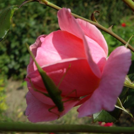 Boboc roz (T)