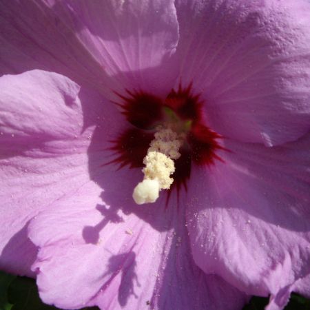 Hibiscus (T)