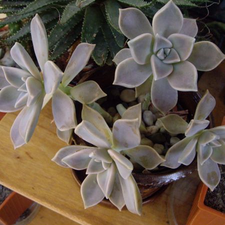 Graptopetalum paraguayense (T)